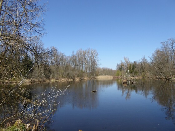 Weiher am Saubründlgraben
