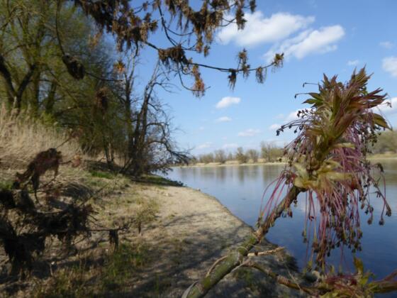 Donauufer in der Vogelau