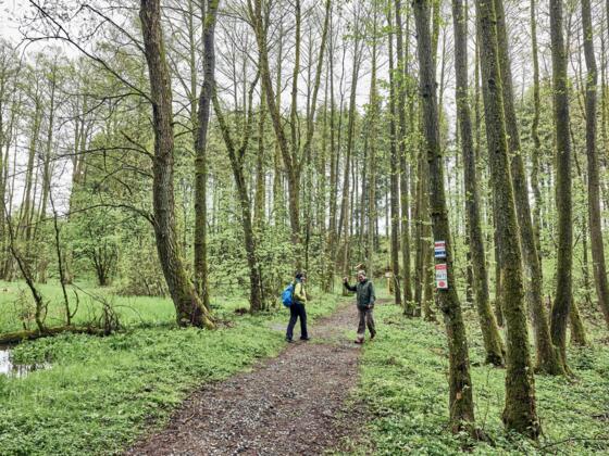 Am Zechteich bei Marienweiher