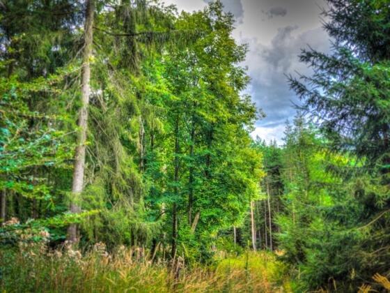 Bratwursteiche bei Heldburg