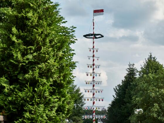 Pilgerbaum in Marienweiher