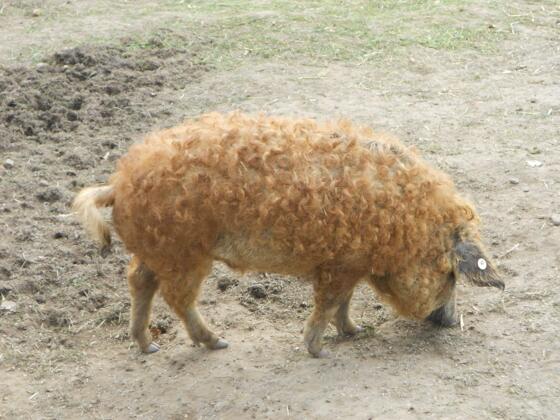 Kulmbacher Weideschweine-Bauer Schramm
