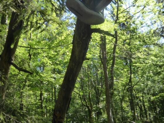 Der Schuhbaum auf dem Weg zum Wackelstein