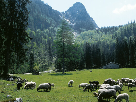 Schafe auf der Eckaualm