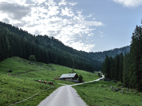 Kühe auf der Gotzentalalm