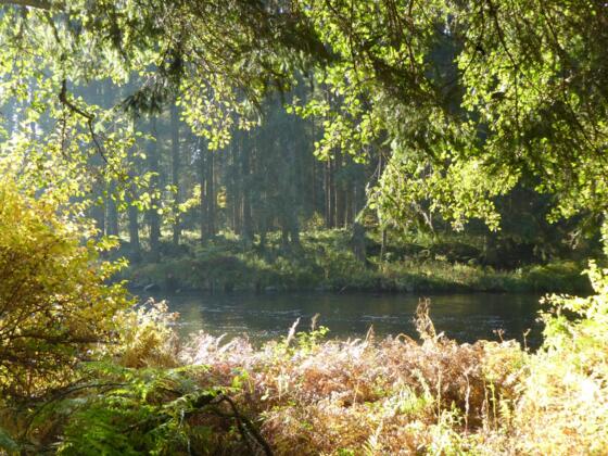 Schwarzer Regen in Bayerisch Kanada