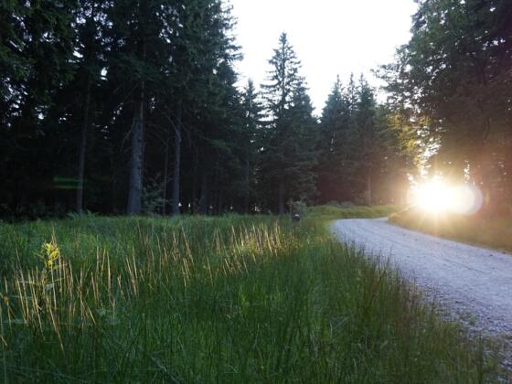 Laufstrecke Schöneben