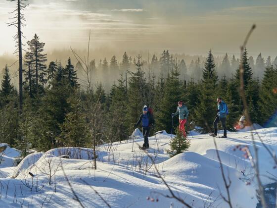 Schneeschuhwanderung durch die Wälder