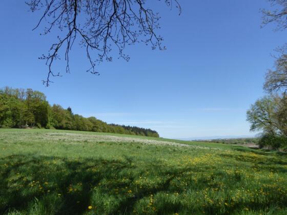 Ringwall bei Haagmühl