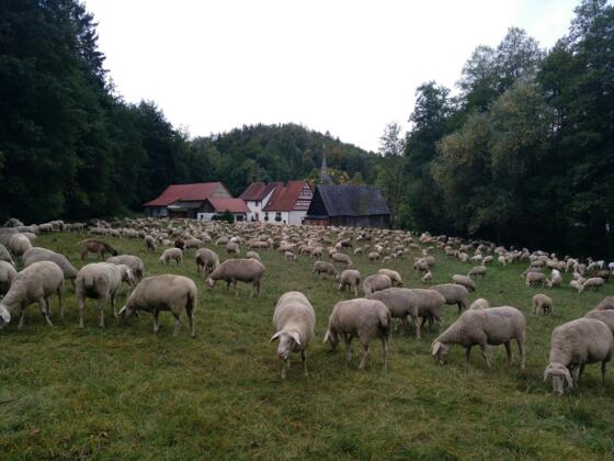 Schafe im fränkischen Jura
