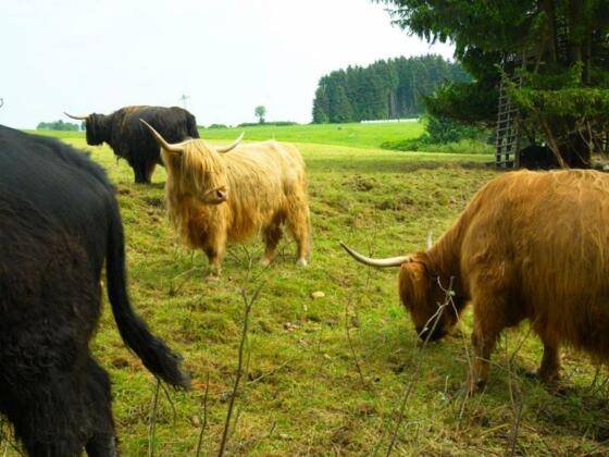 Schottische Hochlandrinder in der fränk. Rennsteigregion