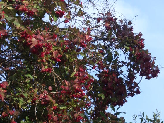 Von Mitwitz nach Bächlein.