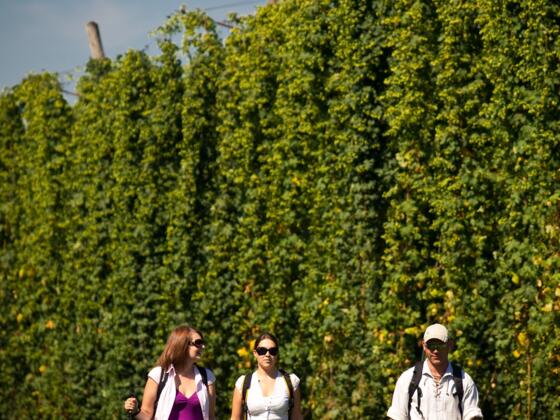 Wanderung durch Hopfengärten im Spalter Hügelland