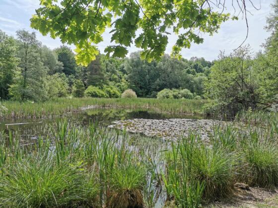 Weiher - Aubinger Lohe