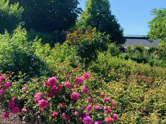 Rosengarten