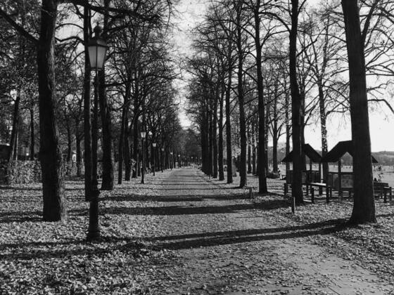 Allee an der Theresienwiese