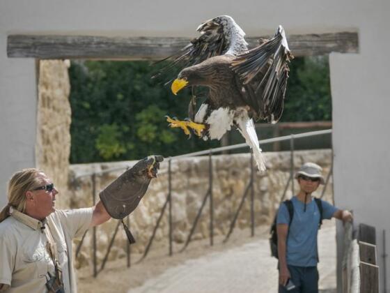 Flugschau der Greifvögel, Falkenhof Rosenburg in Riedenburg