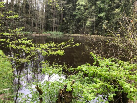 Der Schwarze See bei Mitwitz
