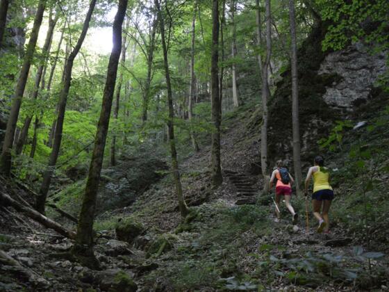 im Schluchtwald bzw. Zwecklersgraben bei Muggendorf