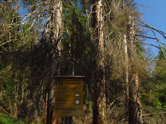 Eintritt Urwald Hans Watzlilck Hain
