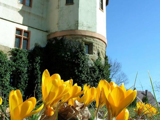 Museum Schloss Ratibor 