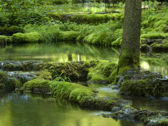Kalksinterterassen im Kaisinger Tal