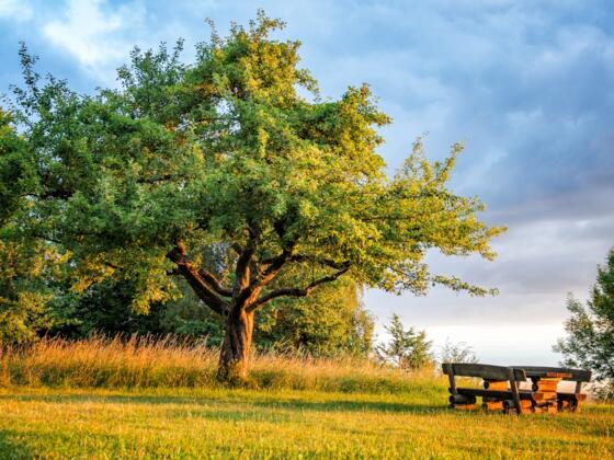 Auf dem Laibstädter Geschichtsweg