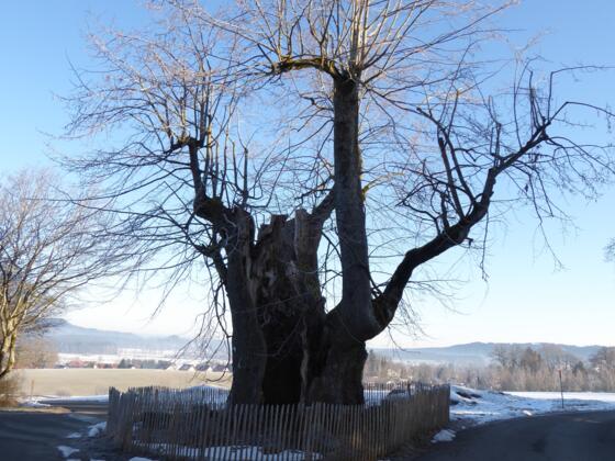 Alte Linde Ludwigshöhe