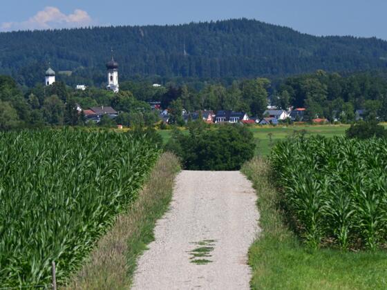 Maisfelder mit Blick auf Isny