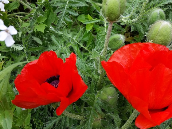 Restaurant Banthai Blumengruß