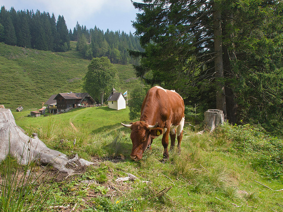 Steiner Alm © RoHa Fotothek