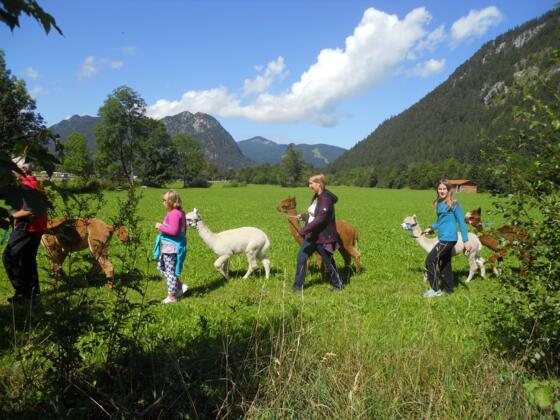 Alpaka Wanderung in Pfronten
