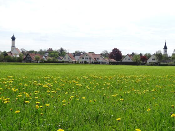 Ortsaussicht West / Löwenzahnwiese