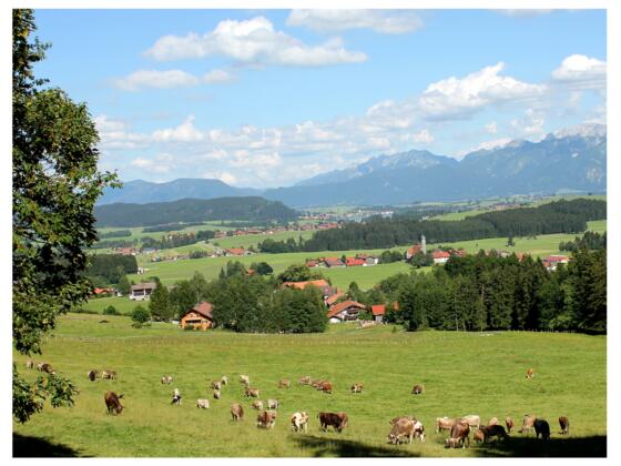Alpvieh Schlossbergalm