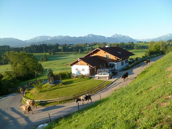 Die Kühe gehen auf die Weide