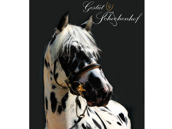 Gestüt Schochenhof