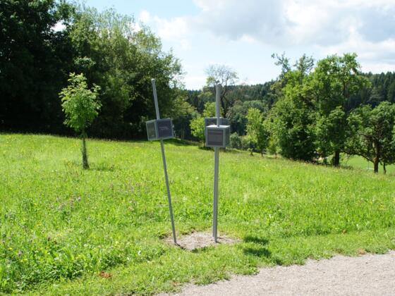 Trilogie-Nadeln am Serpentinenweg