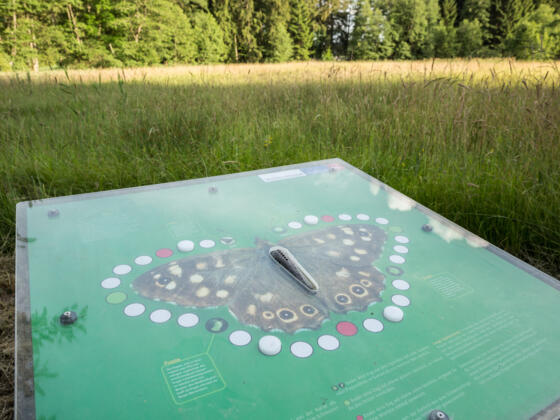 Waldbrettspiel - Rechbergwiese