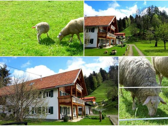 Foto - Collage Tiere