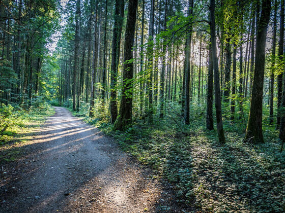 Wanderweg durch die Wälder MArzolls