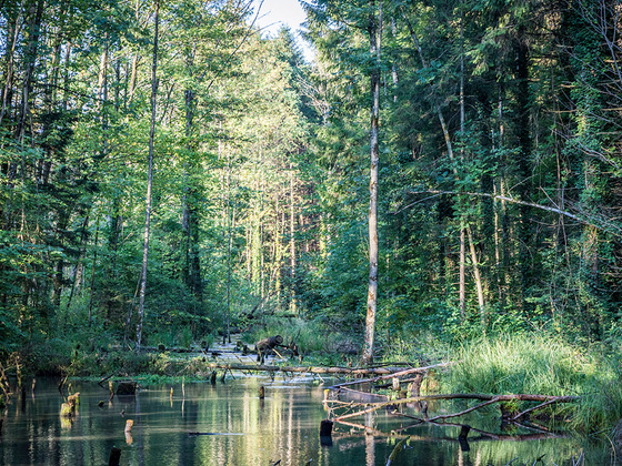 Feuchtbiotop in der Marzoller Au