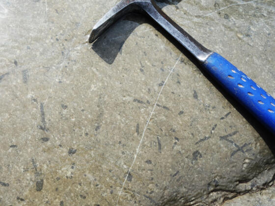 Fukoiden in der Allgäu-Formation