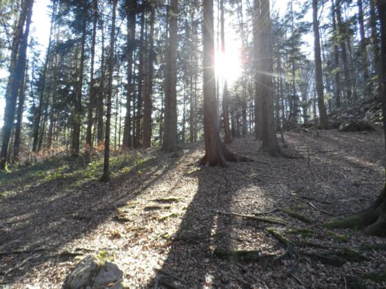 Die Frühlingssonne bahnt sich einen Weg durch die Bäume