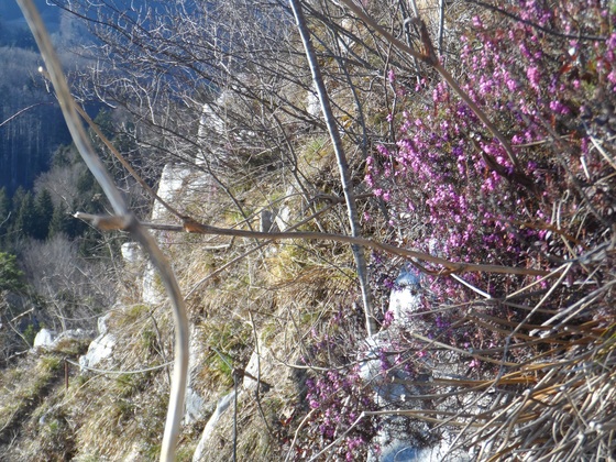 Erika in voller Blüte