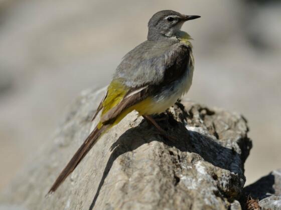 Flora und Fauna im Balderschwanger Tal