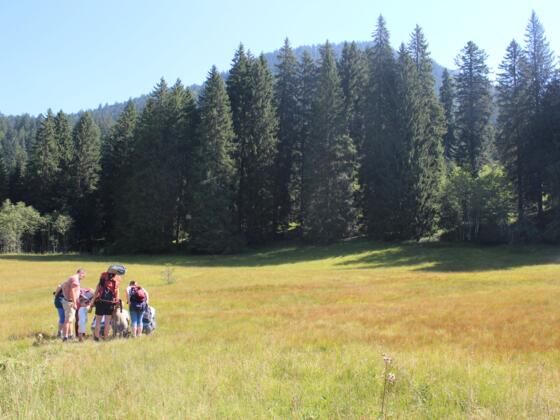 Tour durch Moor- und Streuwiesen in Balderschwang
