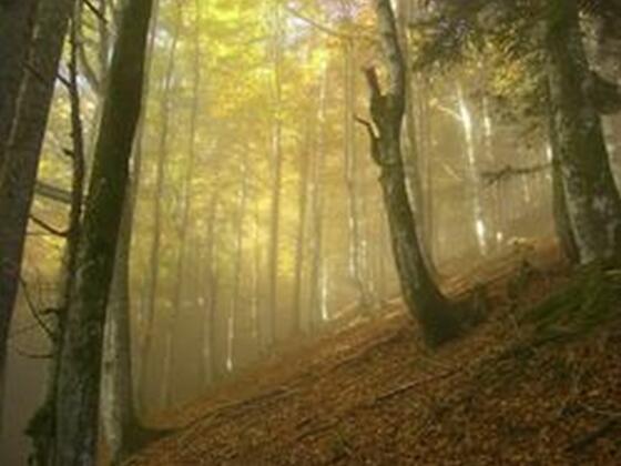 Geheimnisse des Bergwalds in Balderschwang
