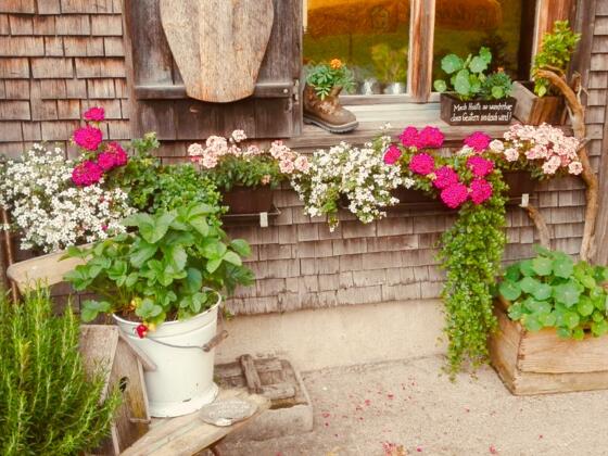 Alpe Scheuen in Balderschwang