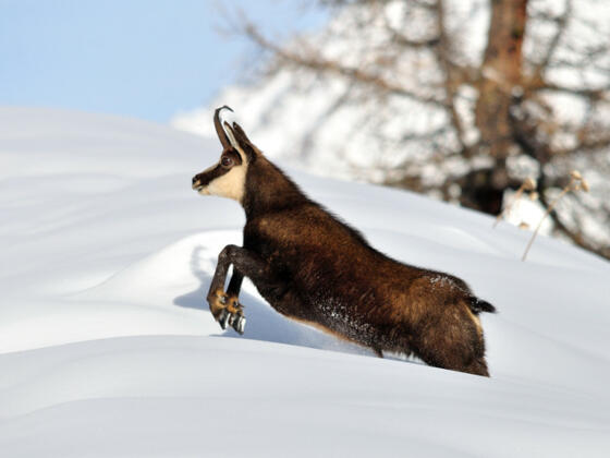 Gämse - Störempfindliche Art im Wald-Wild-Schongebiet