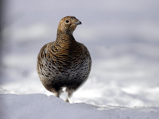 Birkhuhn - Störempfindliche Art im Wald-Wild-Schongebiet